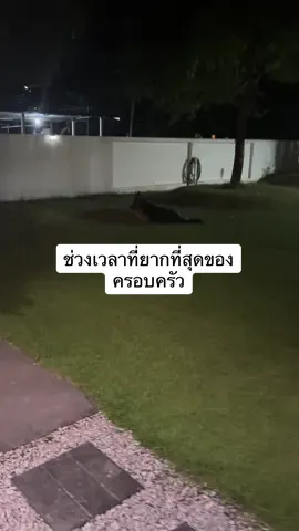 คอปเตอร์ยังมีพ่อกับแม่นะลูก เราจะผ่านช่วงเวลานี้ไปด้วยกันนะ🖤🐕‍🦺🦮#คอปเตอร์พี่ตี๋ #coptergsd #พี่ตี๋โกลเด้น 