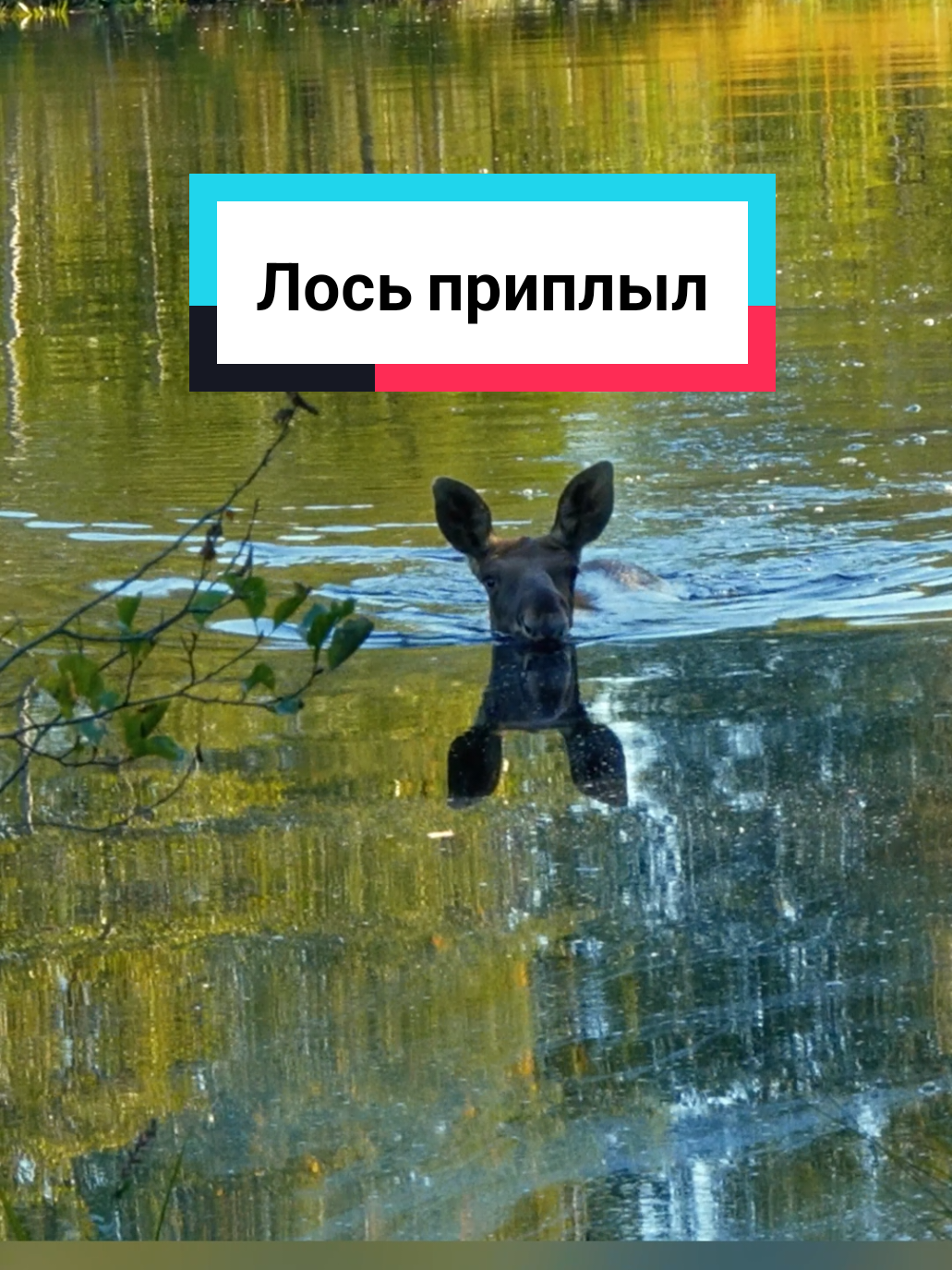 самый обаятельный лось Боря