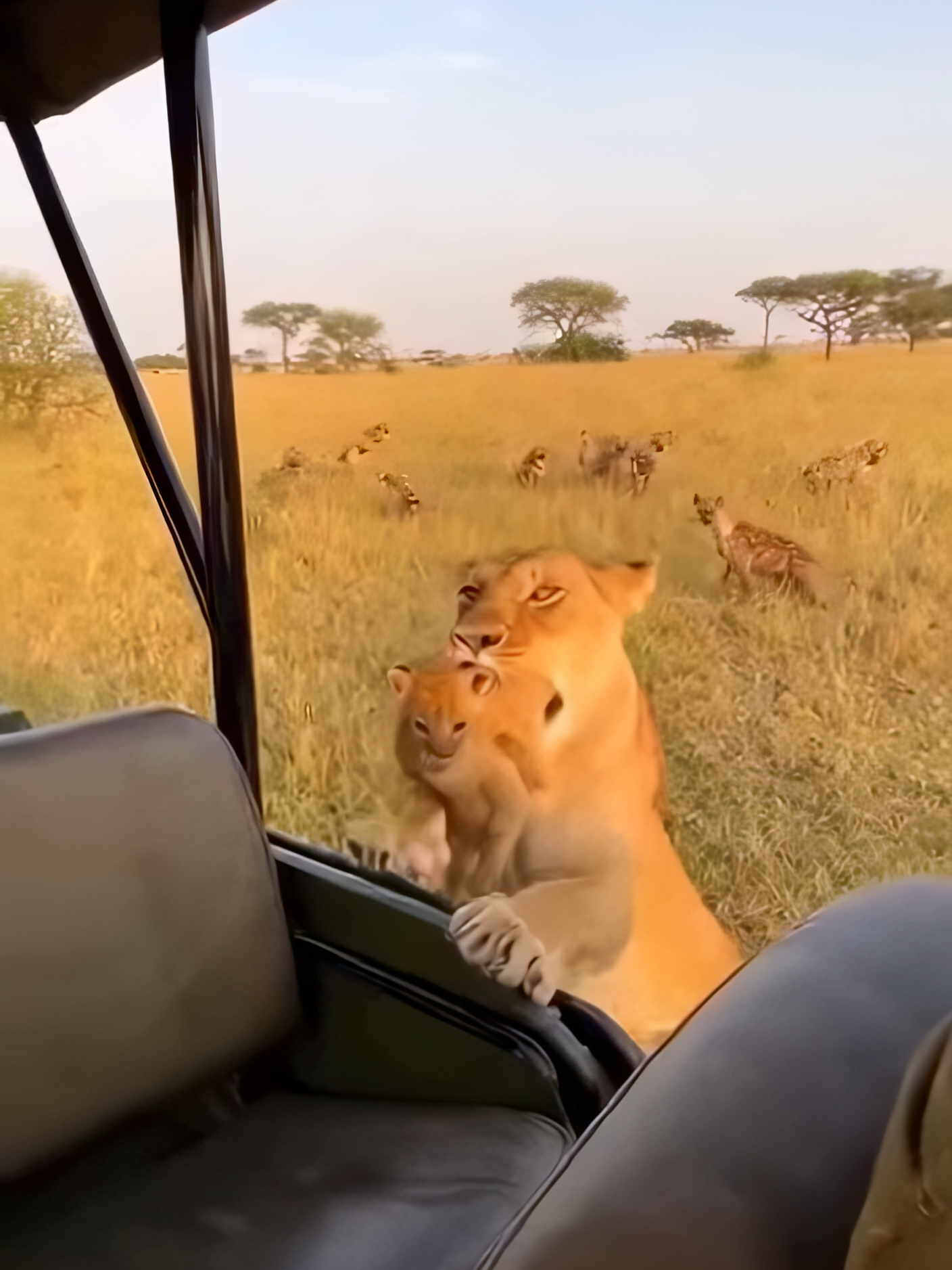 Lioness Sacrifices Herself to Save Her Cub from Hyenas