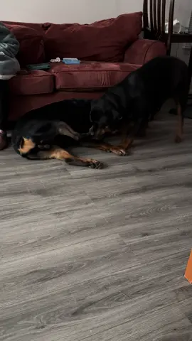 Sibling love…#rottweiler #rottweilersoftiktok #puppylove #puppytiktok 