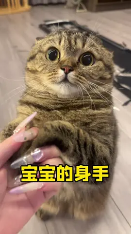 #cat#catsofttiktok#fyp#foryoupage#viral 