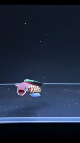 “Not the biggest in the tank… but definitely the bravest.” Channa Auranti — courage wrapped in golden stripes. #fyp #trending #channaauranti 