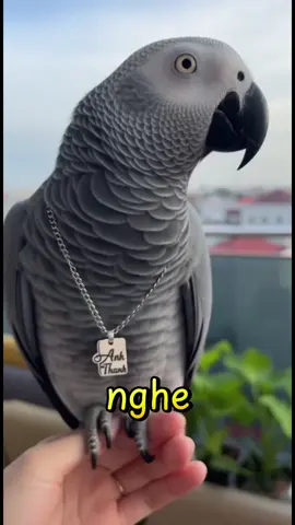 Mẹ Trâm lên sóng cô chú ơi ! Sao heo lại nỡ bán đứng Ba như vậy. #pet #vet #xh #vettenheo #vettenheonoichuyen 