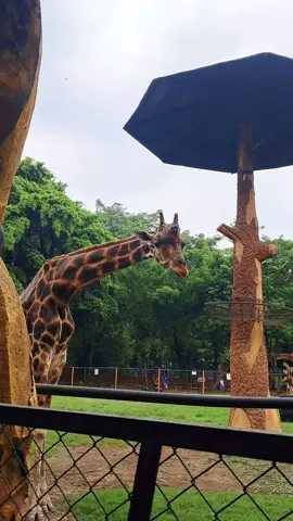 Mentahan jerapah di kebun binatang Surabaya,,  #mentahanvideo #kebunbinatangsurabaya #jerapah #surabayazoo #bahanswmu 