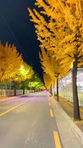Hàn Quốc và những con đường 🍂 #유학생🇰🇷🇻🇳 #가을 #duhocsinhhanquoc #은행나무 #viral 