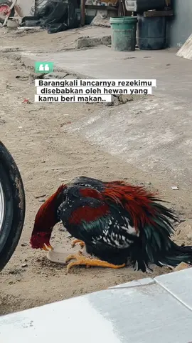 Saranku ngoc*k aja gak sih yam🥹 #bangkokindonesia #bangkokthailand #bangkoksuper #peternakmuda #zuko 