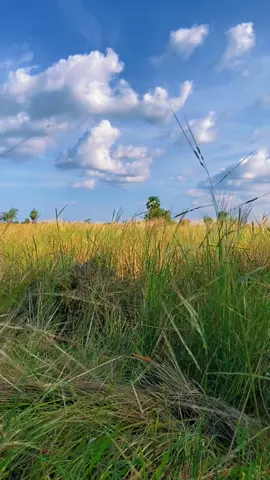 #ស្ទួចត្រី 