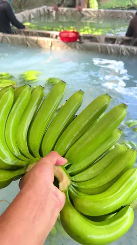 Banana Vietnam today type B. Export to Middle East and Qatar #banana #cavendish #bananavietnam #chuối #vietnambananafarm 