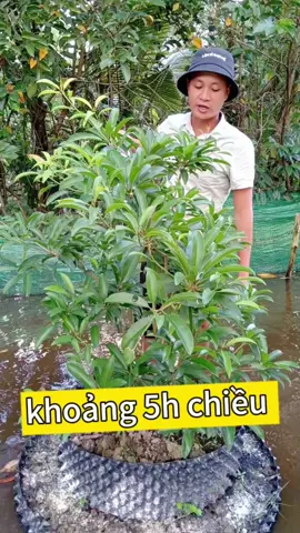 phòng ngừa bọ trĩ và côn trùng vào thời điểm nào là tốt nhất #uthovevuon #contrung #botri @Út Hồ Về Vườn @Út Hồ Về Vườn 