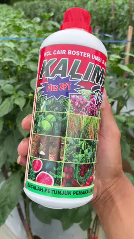 Kalimax Top Pupuk Booster Umbi dan Buah #SiPalingAffiliate #SiPalingVideo #cabe #petanimuda #petaniindonesia🇮🇩🇮🇩🇮🇩🌿🌿 