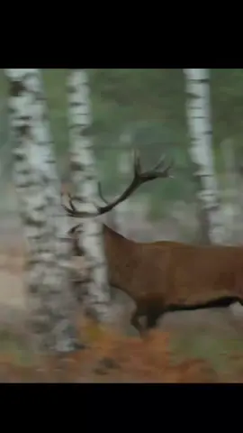 deer 🦌 meeting video #USA UnitedStates #American Animals #WildlifeUSA USNature #AnimalsOf America #AnimalTok WildlifeTok