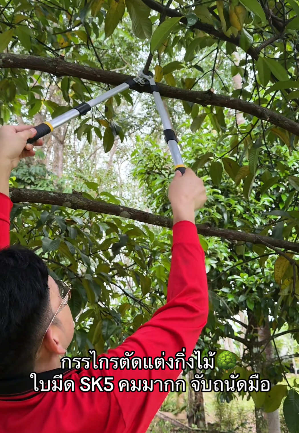 ปรับขนาดสูงยาวได้👍🏻#กรรไกรตัดกิ่ง #กรรไกรตัดกิ่งไม้ #กรรไกรตัดกิ่งด้ามยาว 