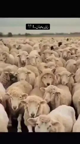 #زۆر بەیان خۆیان بە مەڕ نیشان دا بەلام بە واقیع گورگ دەرچون