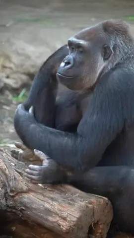 bunga dahliah ceunah#aslamualaikum #hiburan #fypシ゚viral 