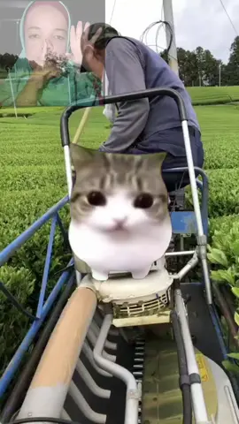 test suara baru:)#meowpin #fyp #edukasi #viral #fypage 