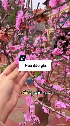 Hoa đào trang trí Tết#tet #trangtritet #hoadaogia #mekeo90 