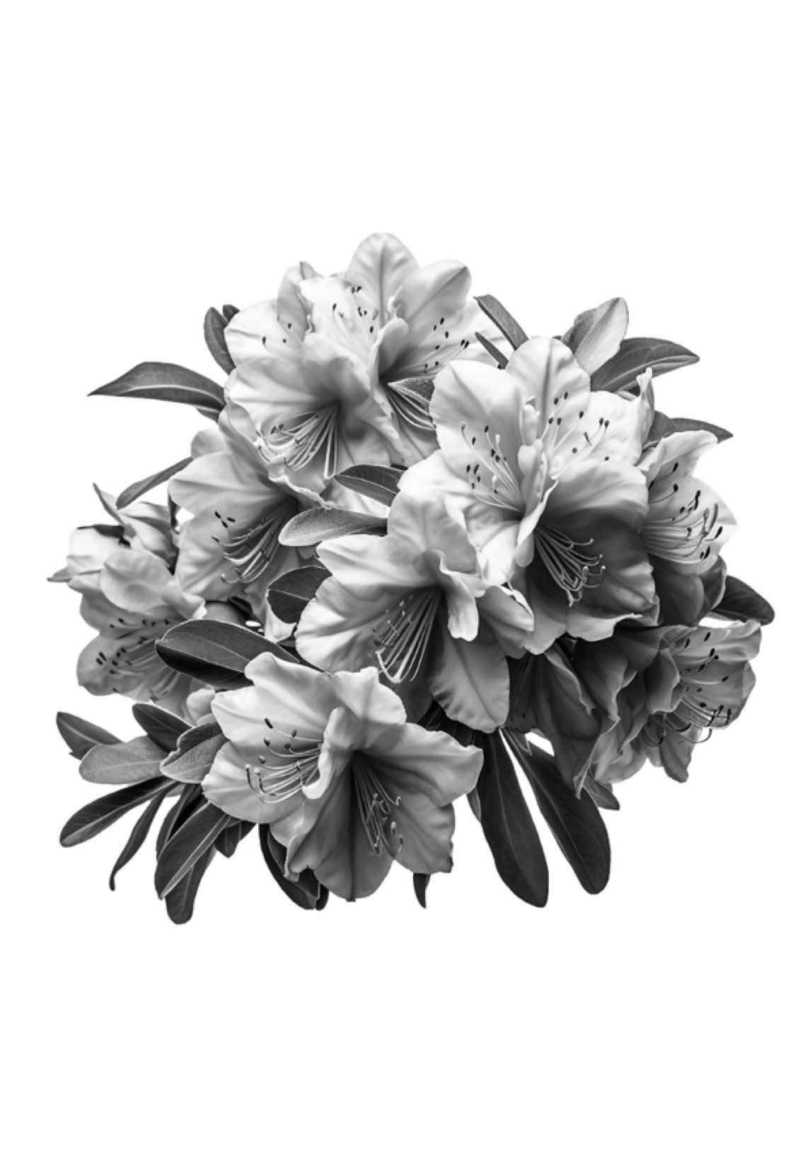 lana ray will you serve me lemonade? #lanadelrey #lyricsvideo #foryou #fyp #tipografia 