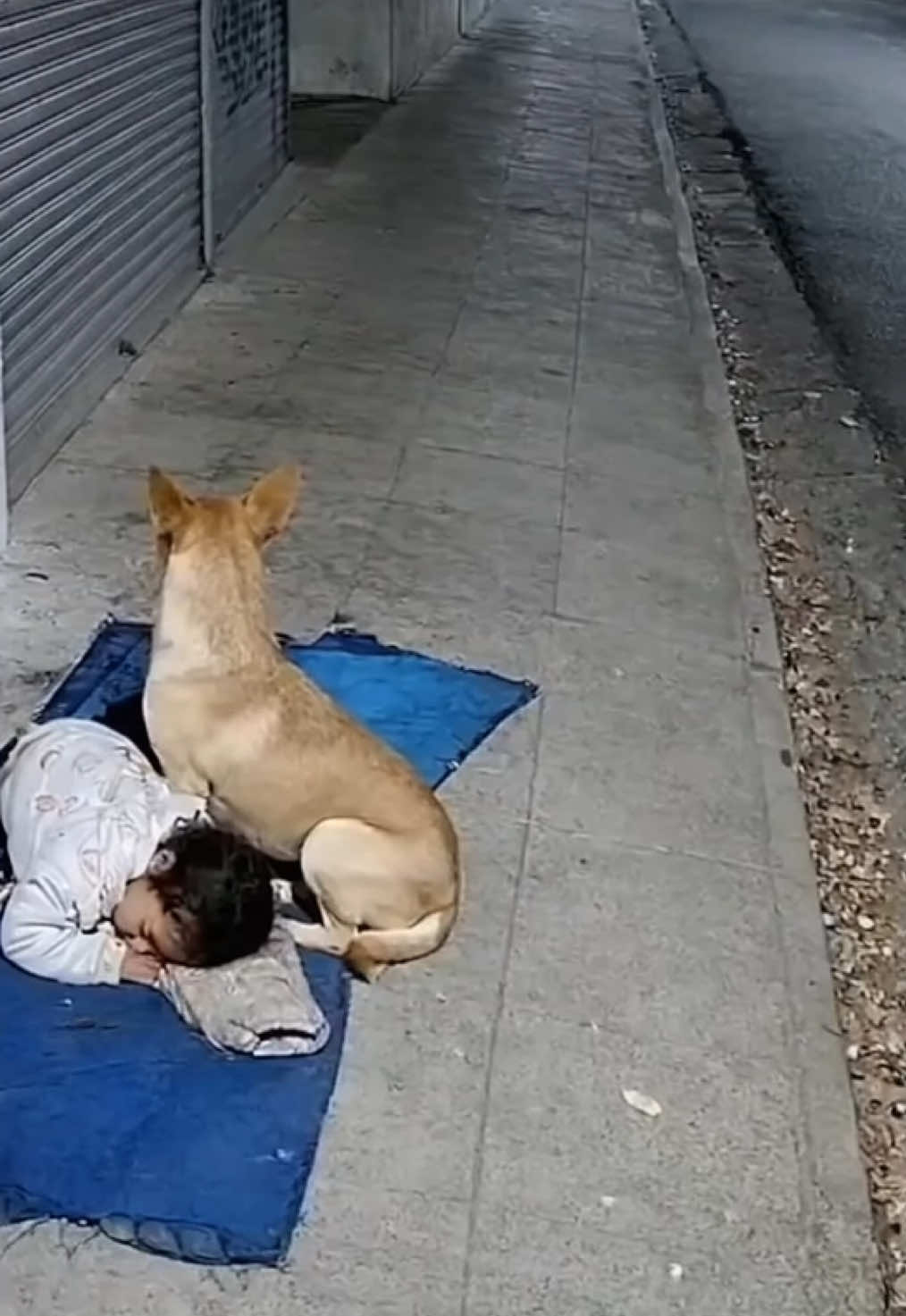 Cachorro proteje menina que morar nas ruas #perrito #LIVEIncentiveProgram #LIVEFEST2025 #MakeLIVECount #PaidPartnership 