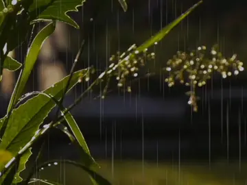 حساب بدون موسيقى ☘️🤍 #ظفر_التنقيات #يا _منبت_الأزهار_عاطرة_الشذا#راحة_نفسيه💚 #الريتش_في_ذمه_الله💔 #ɴᴏ_ᴍᴜꜱɪᴄ 