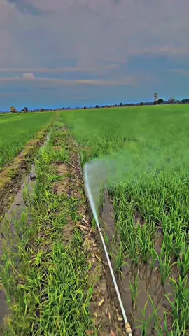 💨#petaniindonesia🇮🇩🇮🇩🇮🇩🌿🌿#petanigenz#lahanbalapp🌾🌾🇲🇨#petanimuda