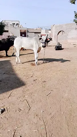 #realme video video #foryou#