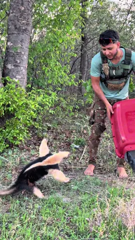 Tamanduá de colete  #animal #aventura #mato #fy #roça 