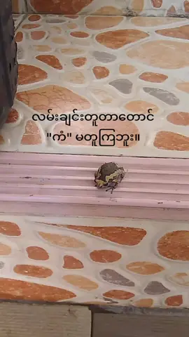 #views #flypシ အမြင်အမျိုး