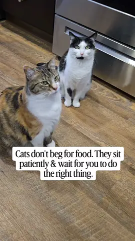 Does your cat beg for food? #hungrycats #catsoftiktok #lifewithcats #cats 