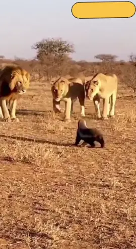 انظروا شجاعه غرير العسل 😱