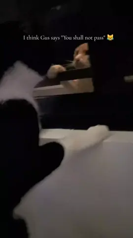 So cuteeee! 😻 #cat 