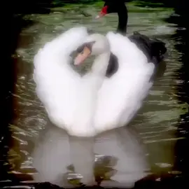 Couple be usssssse 🖤🤍🖇️ #SwanCouple #fvpシ♡ #hilightseveryonefollowers #fyppppppppppppppppppppppp #viraltiktok 