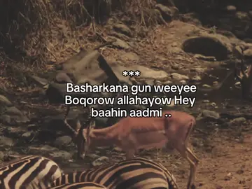 Wa GeRi klE. . . #fyp #foreyou #somalitiktok #lander 