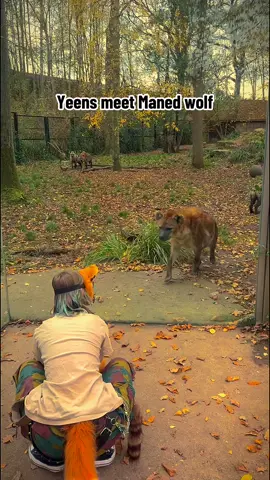 they were so sweet😭 #stinkykyl3 #hyenas #manedwolf #manedwolftherian #therianthropy 