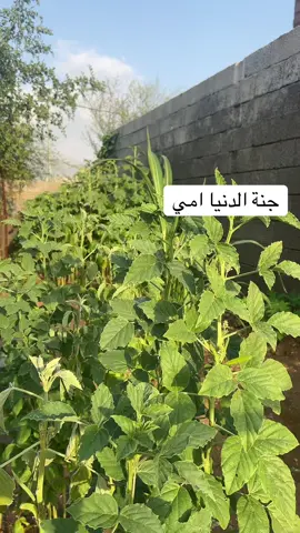 #العارضه_جازان_اكسبلور💯🌝❤️ 