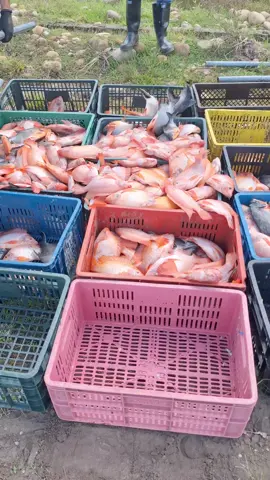 paso a paso #oibafish #pescaderia #diadepesca 