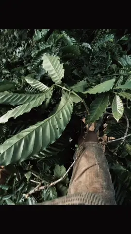 Đứa trẻ đó nó có đòi hỏi cái gì đắt đỏ đâu , mà sao đời nó khổ đến vậy ...#đuatrenongthon #xuhuongtiktok 