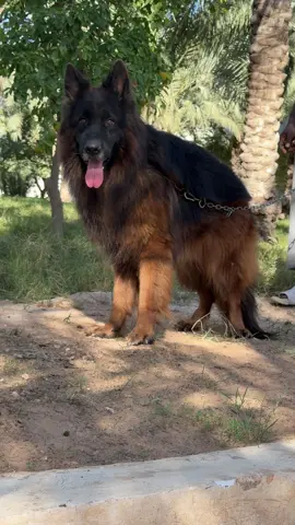 #جيرمن_شيبرد_لونج_هير_بيور #تنفيذ_جميع_أنواع_الكلاب #طرابلس_بنغازي_المرج_البيضاء_درنه_طبرق #عين_زارة_طرابلس #ليبيا🇱🇾 