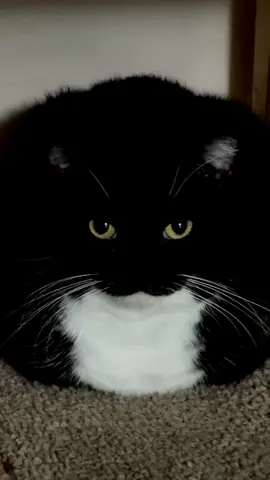 Uni is just existing and being adorable :3 #catsoftiktok #fyp #uni 