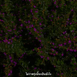 #เธรด #เธรดเพลง #รับโปรโมทเพลง #ยืมลงสตอรี่ได้ #fyp 