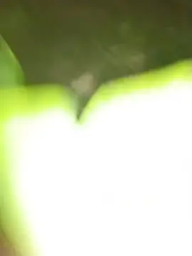 hotel 75-100k malah di semak semak #viral #viralvideo #fypシ 