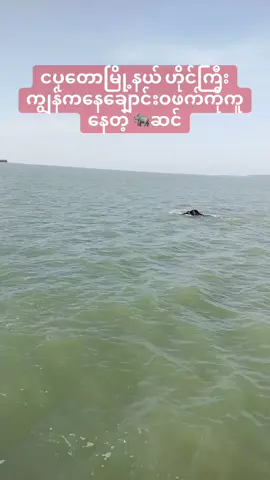 ငပုတောမြို့နယ် ဟိုင်ကြီးကျွန်းကနေချောင်းဝဖက်ကိုကူးနေတဲ့ 🐘ဆင်တကောင်#animals #elephant #canada #fpy #fpyシ Crdပေးပါတယ်