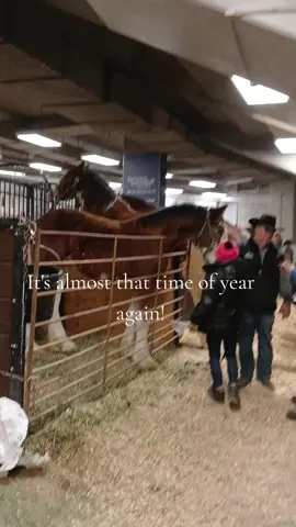 I love horses and of course cowboys! Every year on Dr. King  Day we attend The Bill Picket Rodeo after the Dr. MLK Marade.🐴🤩🫶🏾#denvercolorado #drafts #fypシ 