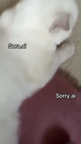 #viral #tiktokblowthisup #xbcyza #fyp #fyppp 