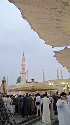 madinah jumat 14 november 2025 #umroh2025 #umroh #madina #masjidnabawimadinah #masjidnabawi 