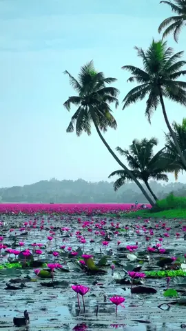 Natural 🪷🌿💗#songedit #Always #tiktokedits #tamilreels #tamiltrending 