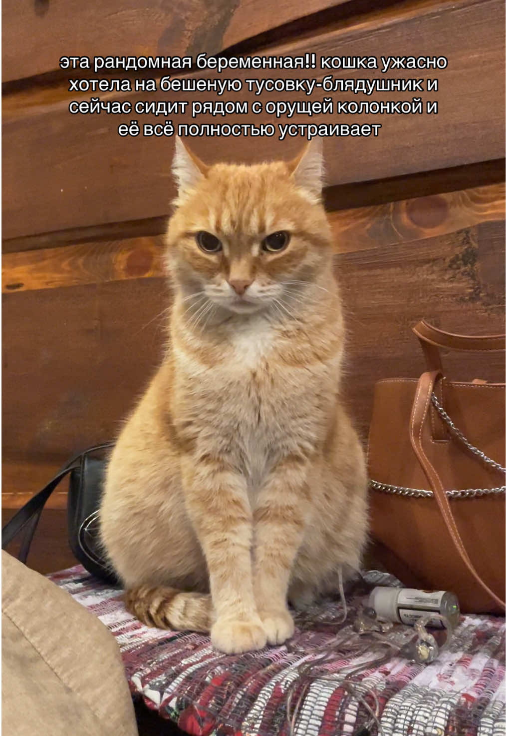 думали родит нам в кроссовки🥲 #рек #кошка #тусовка 