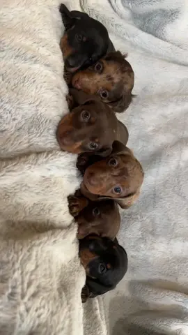🌧️🌧️#puppylove #dachshund #cutie #fyppage #fyp 
