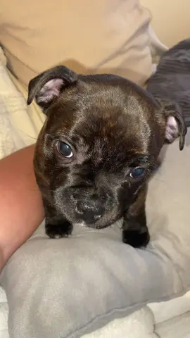 #pourtoii #Love #staffy 