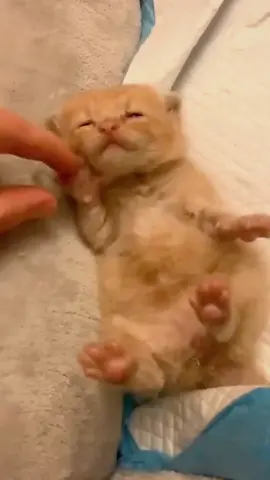 😂😂😂😂#kitten #catlover #cat #cute #catsoftiktok 