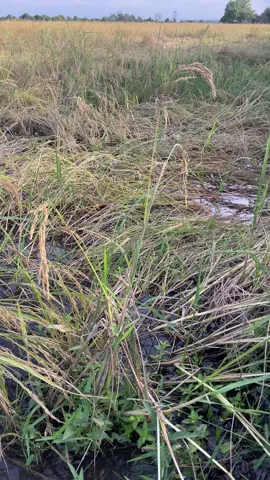 មេីល​បង្កៃ​